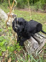 Benny, a male Flat Coated Retriever and Golden Retriever for sale in Lexington, IN – 7 of 7