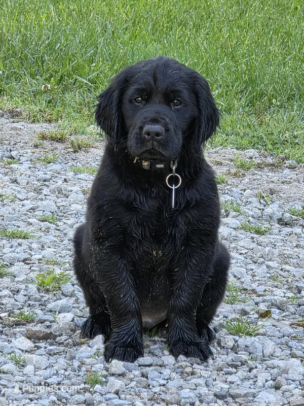 Benny – Flat Coated Retriever, Golden Retriever puppy for sale in Lexington, IN