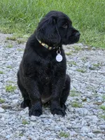 Benny, a male Flat Coated Retriever and Golden Retriever for sale in Lexington, IN – 5 of 7