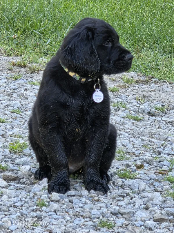 Benny, a male Flat Coated Retriever and Golden Retriever for sale in Lexington, IN – 1 of 4