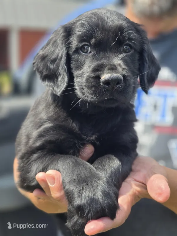 George – Flat Coated Retriever, Golden Retriever puppy for sale in Lexington, IN