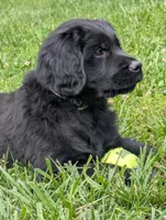 Benny, a male Flat Coated Retriever and Golden Retriever for sale in Lexington, IN – 2 of 7