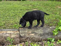 Benny, a male Flat Coated Retriever and Golden Retriever for sale in Lexington, IN – 3 of 4