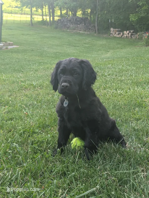 Benny – Flat Coated Retriever, Golden Retriever puppy for sale in Lexington, IN