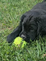 Benny, a male Flat Coated Retriever and Golden Retriever for sale in Lexington, IN – 1 of 7
