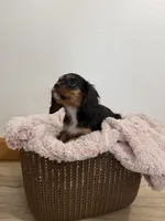 Belle, a female Cavalier King Charles Spaniel for sale in Middlebury, IN – 2 of 7