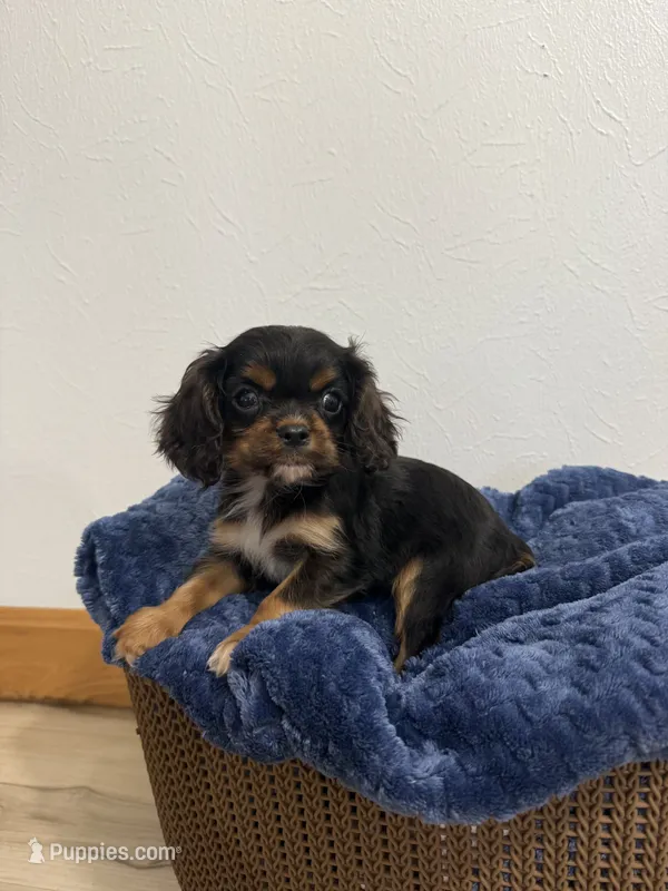Bentley – Cavalier King Charles Spaniel puppy for sale in Middlebury, IN