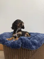 Bentley, a male Cavalier King Charles Spaniel for sale in Middlebury, IN – 6 of 9