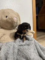 Darcy, a female Cavalier King Charles Spaniel for sale in Middlebury, IN – Photo 4 of 6