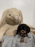Darcy, a female Cavalier King Charles Spaniel for sale in Middlebury, IN – Photo 2 of 6