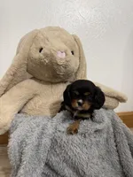 Darcy, a female Cavalier King Charles Spaniel for sale in Middlebury, IN – Photo 6 of 6