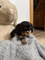 Darcy, a female Cavalier King Charles Spaniel for sale in Middlebury, IN – Photo 1 of 6