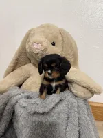 Darcy, a female Cavalier King Charles Spaniel for sale in Middlebury, IN – Photo 3 of 6