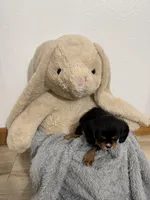 Darcy, a female Cavalier King Charles Spaniel for sale in Middlebury, IN – Photo 5 of 6