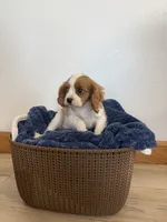 Corbin, a male Cavalier King Charles Spaniel for sale in Middlebury, IN – 6 of 10