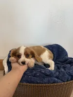 Corbin, a male Cavalier King Charles Spaniel for sale in Middlebury, IN – 3 of 10