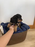 Coby, a male Cavalier King Charles Spaniel for sale in Middlebury, IN – 2 of 5