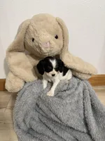 Dakota, a female Cavalier King Charles Spaniel for sale in Middlebury, IN – Photo 3 of 6