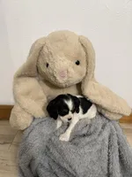 Dakota, a female Cavalier King Charles Spaniel for sale in Middlebury, IN – Photo 6 of 6