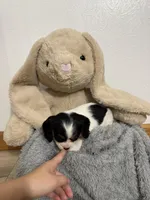 Dakota, a female Cavalier King Charles Spaniel for sale in Middlebury, IN – Photo 2 of 6