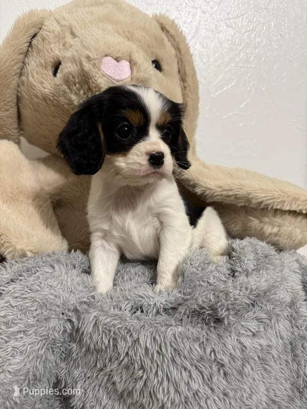 Dakota – Cavalier King Charles Spaniel puppy for sale in Middlebury, IN
