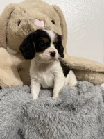 Dakota, a female Cavalier King Charles Spaniel for sale in Middlebury, IN – Photo 1 of 6