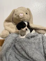 Dakota, a female Cavalier King Charles Spaniel for sale in Middlebury, IN – Photo 5 of 6