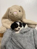 Dakota, a female Cavalier King Charles Spaniel for sale in Middlebury, IN – Photo 4 of 6