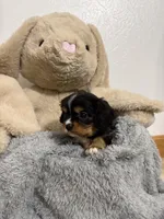 Dawson , a male Cavalier King Charles Spaniel for sale in Middlebury, IN – Photo 2 of 6