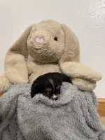 Dawson , a male Cavalier King Charles Spaniel for sale in Middlebury, IN – Photo 3 of 6