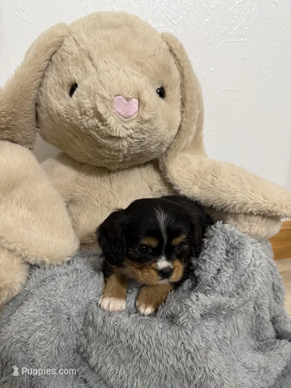 Dawson  – Cavalier King Charles Spaniel puppy for sale in Middlebury, IN