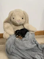 Dawson , a male Cavalier King Charles Spaniel for sale in Middlebury, IN – Photo 6 of 6