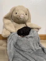 Dawson , a male Cavalier King Charles Spaniel for sale in Middlebury, IN – Photo 4 of 6