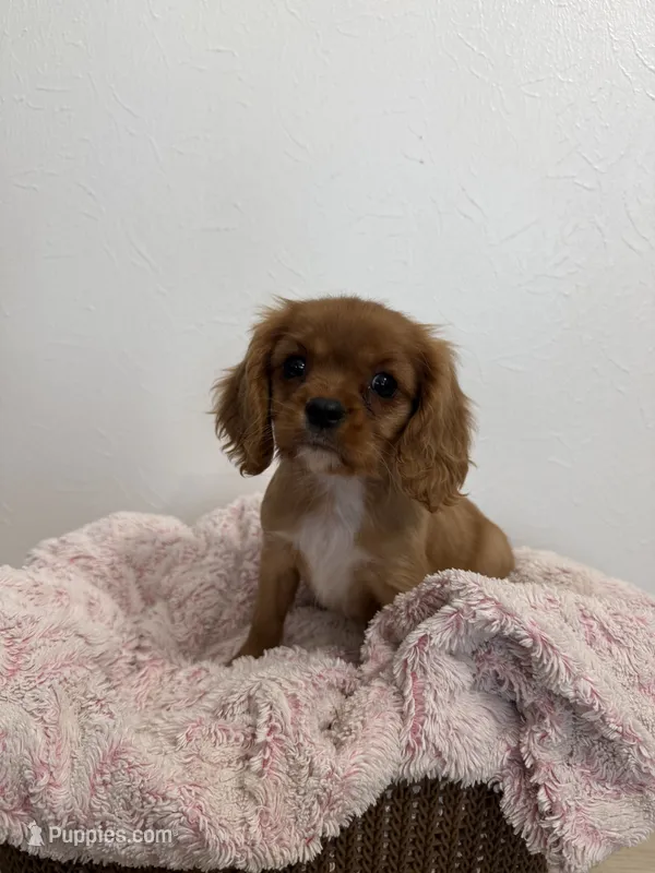 Bailey  – Cavalier King Charles Spaniel puppy for sale in Middlebury, IN