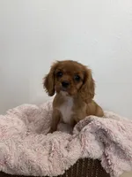 Bailey , a female Cavalier King Charles Spaniel for sale in Middlebury, IN – 1 of 8