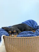 Chloe, a female Cavalier King Charles Spaniel for sale in Middlebury, IN – 3 of 5
