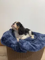 Benson, a male Cavalier King Charles Spaniel for sale in Middlebury, IN – 4 of 8