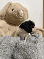 Delilah, a female Cavalier King Charles Spaniel for sale in Middlebury, IN – Photo 2 of 7