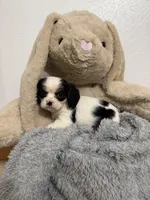 Delilah, a female Cavalier King Charles Spaniel for sale in Middlebury, IN – Photo 5 of 7