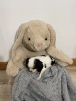 Delilah, a female Cavalier King Charles Spaniel for sale in Middlebury, IN – Photo 7 of 7