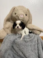 Delilah, a female Cavalier King Charles Spaniel for sale in Middlebury, IN – Photo 6 of 7