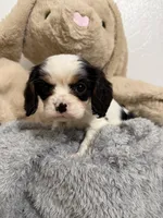 Delilah, a female Cavalier King Charles Spaniel for sale in Middlebury, IN – Photo 1 of 7