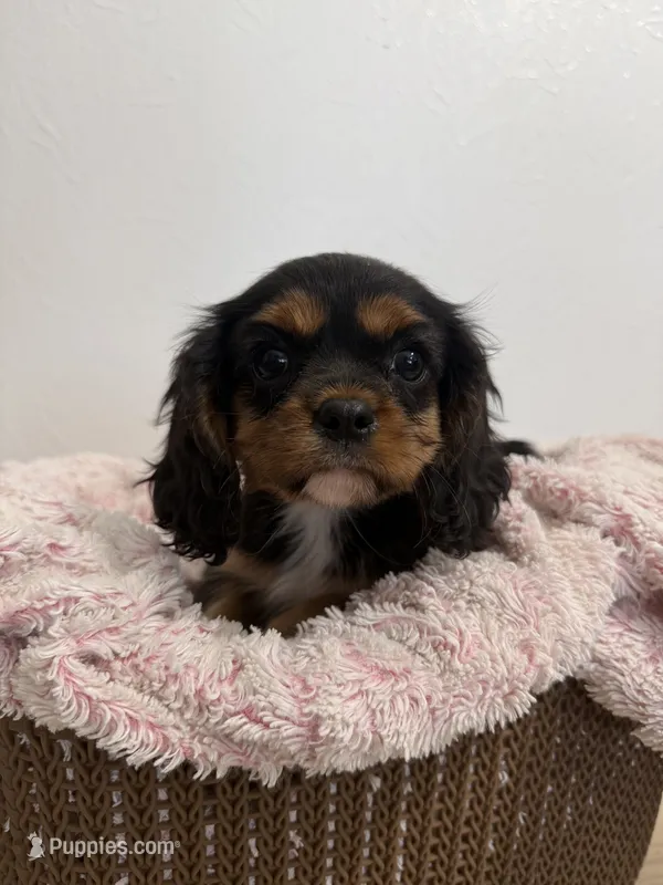 Belle – Cavalier King Charles Spaniel puppy for sale in Middlebury, IN