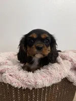 Belle, a female Cavalier King Charles Spaniel for sale in Middlebury, IN – 1 of 7