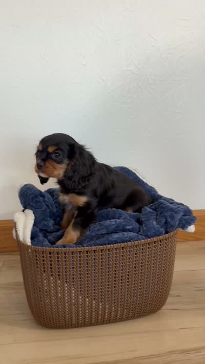 Coby, a male Cavalier King Charles Spaniel for sale in Middlebury, IN – 5 of 5