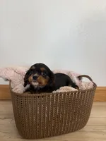 Chloe, a female Cavalier King Charles Spaniel for sale in Middlebury, IN – 2 of 5