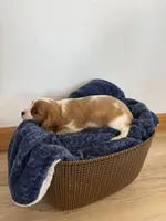 Corbin, a male Cavalier King Charles Spaniel for sale in Middlebury, IN – 5 of 10