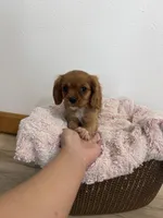 Bailey , a female Cavalier King Charles Spaniel for sale in Middlebury, IN – 7 of 8