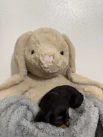 Dawn, a female Cavalier King Charles Spaniel for sale in Middlebury, IN – Photo 6 of 6