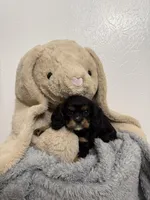 Dawn, a female Cavalier King Charles Spaniel for sale in Middlebury, IN – Photo 2 of 6